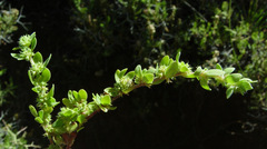 Paronychia echinulata