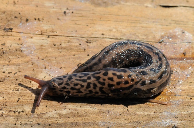 Leopard Slug (Animals of the Lower Mainland) · iNaturalist