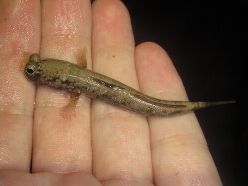 Minute mudskipper (Periophthalmus minutus) — Gobiidae — 4