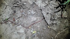 Xerotyphlops vermicularis