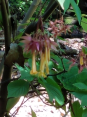 Deppea splendens