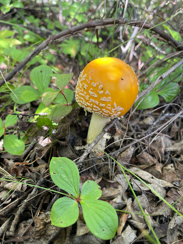 American Yellow Fly Agaric