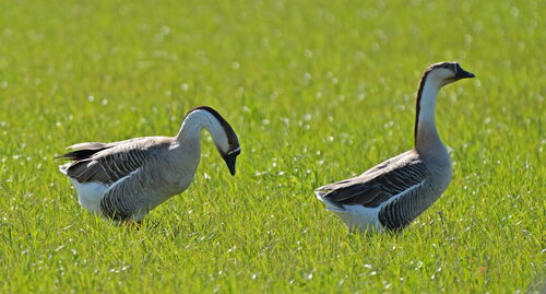 Swan Goose (Anser cygnoides)