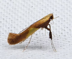 Caloptilia packardella