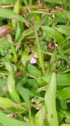 Desmodium heterophyllum iNat (3)