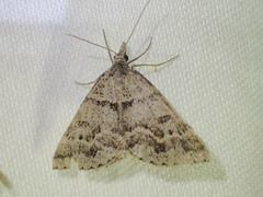 Dichromodes mesogonia