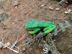 Phyllomedusa burmeisteri