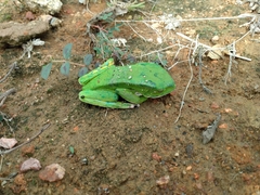 Phyllomedusa burmeisteri