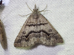 Dichromodes mesogonia