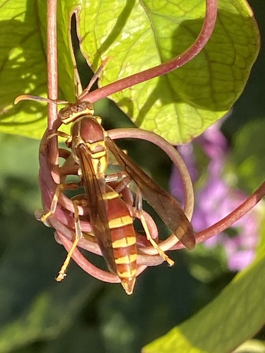 Guinea Paper Wasp, photo 9 of 10