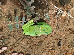 Phyllomedusa burmeisteri
