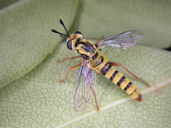 Pseudonomoneura hirta