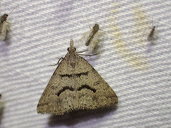 Dichromodes mesogonia