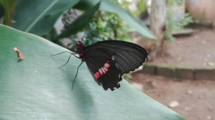 Parides anchises