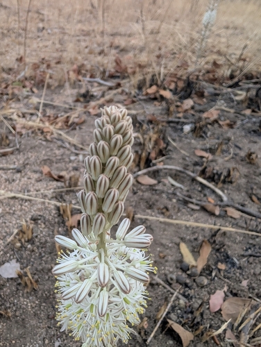 Red Squill (Drimia sanguinea)