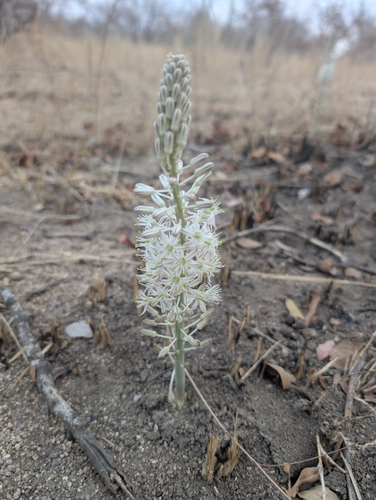 Drimia sanguinea