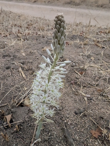 Drimia sanguinea