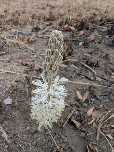 Drimia sanguinea