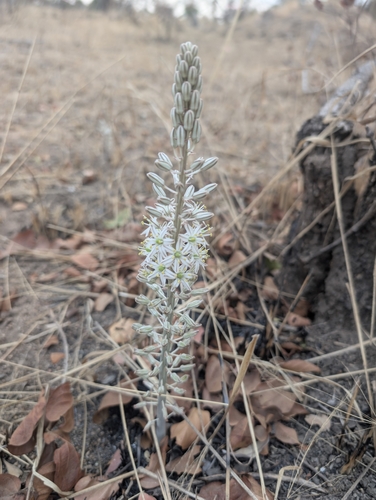 Drimia sanguinea