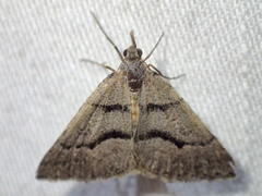 Dichromodes mesogonia