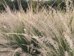 Muhlenbergia lindheimeri
