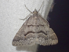 Dichromodes mesogonia