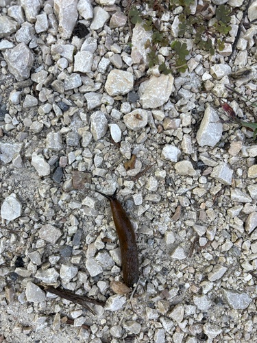 Arion vulgaris