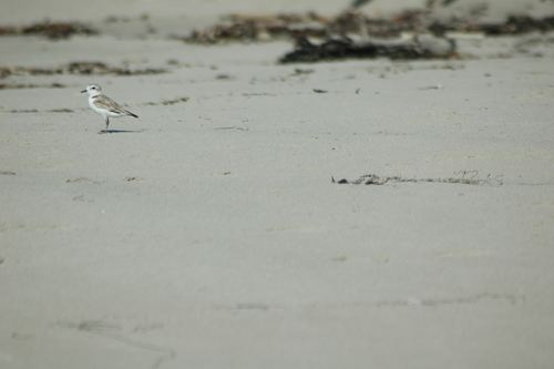 iNaturalist observation photo of Snowy Plover
