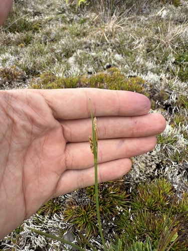 Carex montis-eeka observed 2025-09-04