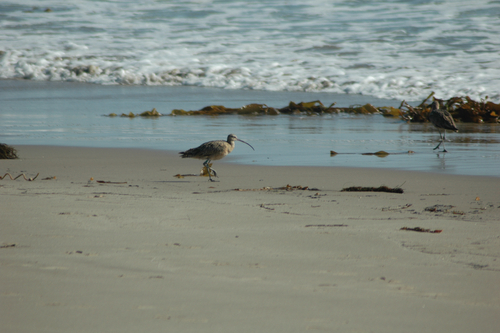 iNaturalist observation photo of Long-billed Curlew