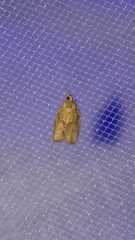 Argyrotaenia franciscana