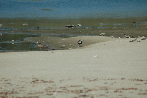 iNaturalist observation photo of Black-bellied Plover