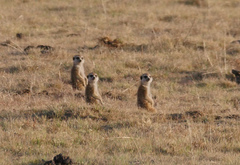 Suricata suricatta