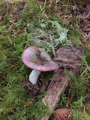 Russula hypofragilis