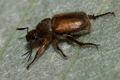 Scarabaeidae