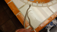 Hypsiglena chlorophaea