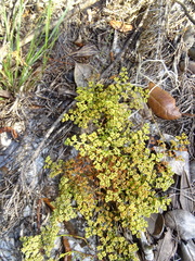 Paronychia chartacea subsp. chartacea image