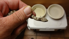 Hypsiglena chlorophaea