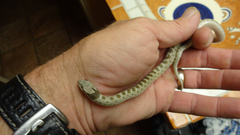 Hypsiglena chlorophaea