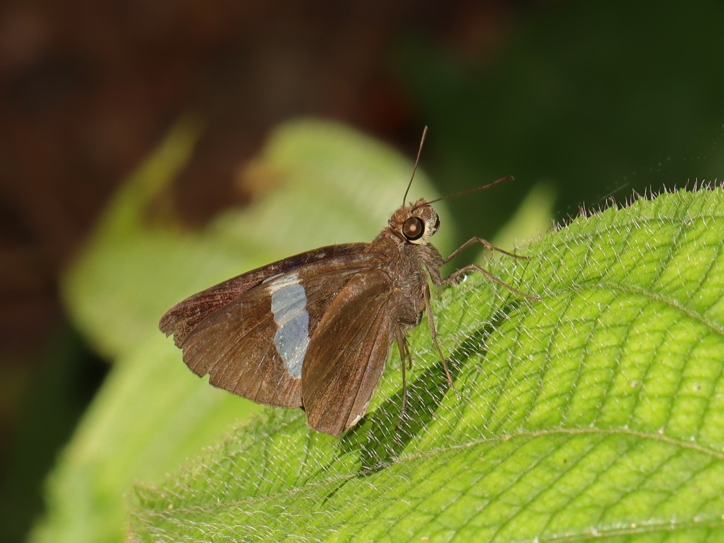 Notocrypta pria