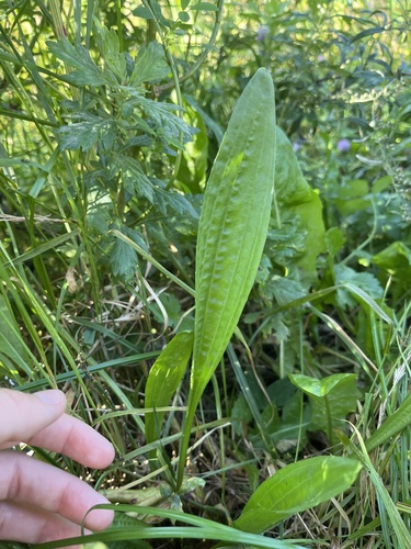 Наблюдение на iNaturalist