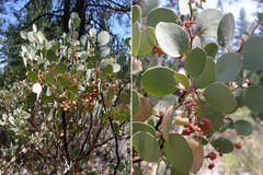 Arctostaphylos viscida
