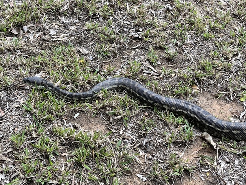 Coastal Carpet Python sighting