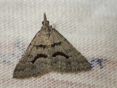 Dichromodes mesogonia