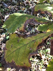 Xylella fastidiosa