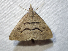 Dichromodes mesogonia