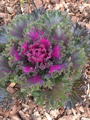Brassica oleracea acephala