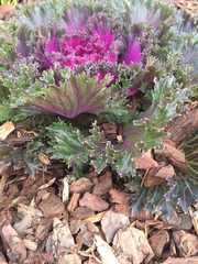 Brassica oleracea acephala