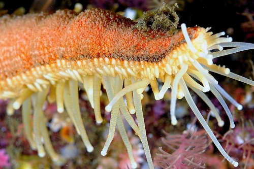 Seven Armed Sea Star
