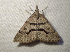 Dichromodes mesogonia